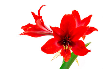red flower isolated on white background