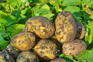 Yellow tubers of fresh potatoes dug out of the ground on a background of green potato tops