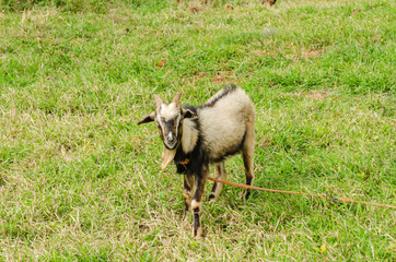 Ram Goat Looking Ahead