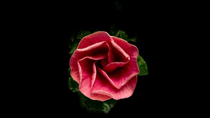 Timelapse of the hibiscus flower blooming on a black background