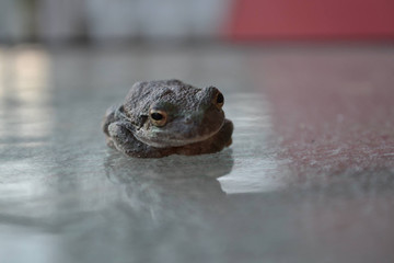 Frog
