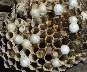 Wasp nest lying on a tree stump.