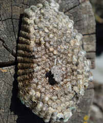 Hornet's nest, bottom view