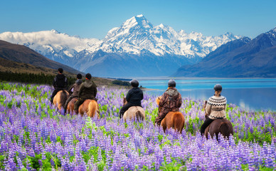 Travelers ride horses in lupine flower field, overlooking the beautiful landscape of Mt Cook...