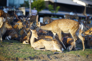 奈良の鹿さん　Nara deer in Nara Park