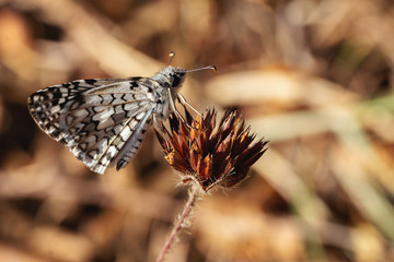 butterfly on a flower