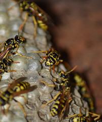 Wasp nest with wasps sitting on it. Wasps polist. The nest of a