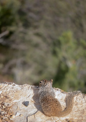 Rock squirrel, Otospermophilus, over looking a cliff at Grand Canyon National Park, Arizona, USA.