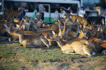 奈良の鹿さん　Nara deer in Nara Park