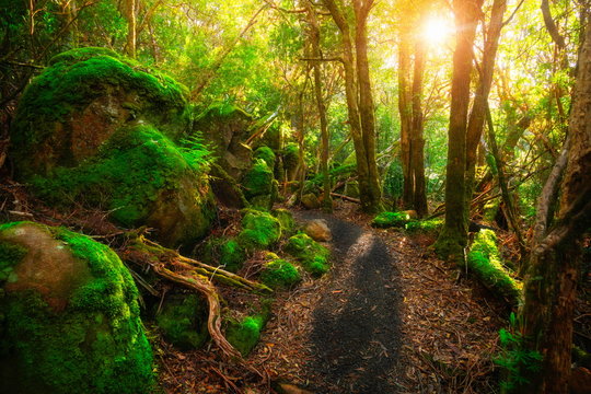 Beautiful Path In Lush Tropical Rainforest Jungle In Tasman Peninsula, Tasmania, Australia. The Ancient Jurassic Age Jungle Is Part Of Three Capes Track, Famous Bush Walking Of Tasmania, Australia.