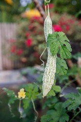 Small Bitter Gourd Hanging from a Plant