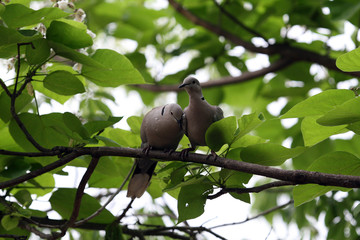 Doves in the Park