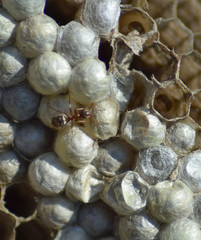 Ant on the abandoned hornet's nest