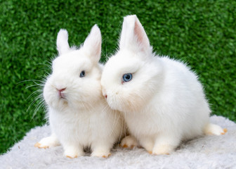 Two small white bunnies on green background
