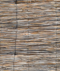 The wall of the reed stalks