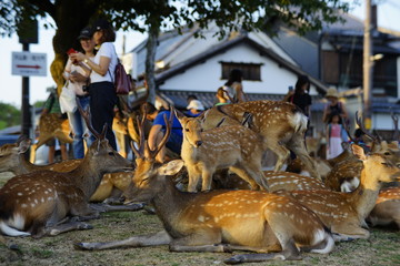 奈良の鹿さん　Nara deer in Nara Park