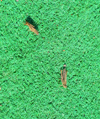 Two grasshopper on artificial grass. Orthoptera insects from the order of locusts.