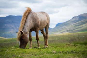 Fototapeta na wymiar Beautiful of Icelandic horse in Iceland.