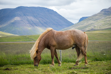 Beautiful of Icelandic horse in Iceland.