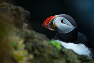Close up cute of Puffin at island in Iceland