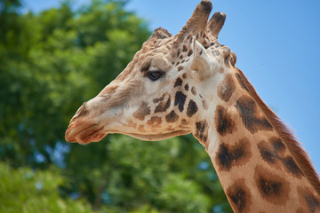 beautiful giraffe in nature