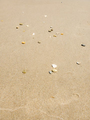 sea shells washed up on sandy beach