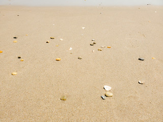 sea shells washed up on sandy beach
