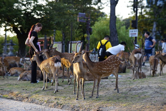 奈良の鹿さん　Nara deer in Nara Park