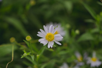 Close up of Indian aster flower. dark tone.