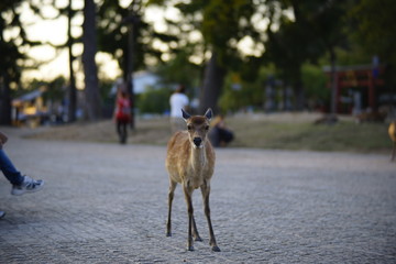 奈良の鹿さん　Nara deer in Nara Park