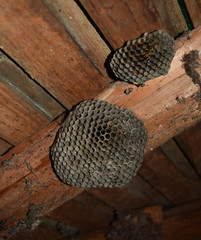 Wasp nest with wasps sitting on it. Wasps polist. The nest of a family of wasps which is taken a close-up