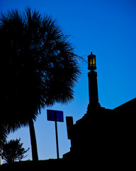 Palmetto Tree on Blossom