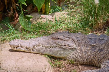 Big crocodile resting in the sun