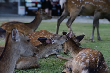 Naklejka na ściany i meble 奈良の鹿さん　Nara deer in Nara Park