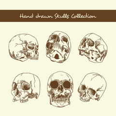 Vector hand drawn skull
