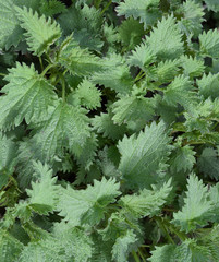 Young nettle in a garden