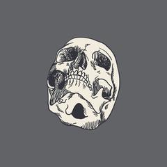 Vector hand drawn skull