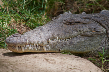 Big crocodile resting in the sun