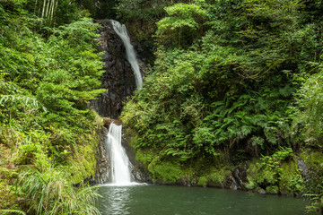 緑の森と藤本滝