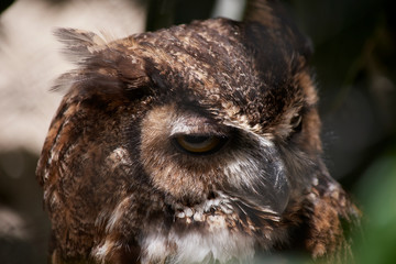 close up of a cute owl