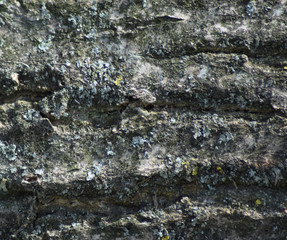 Background from poplar bark