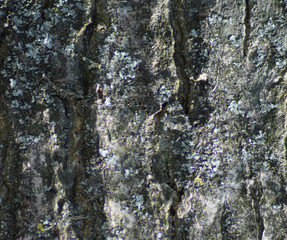Background from poplar bark