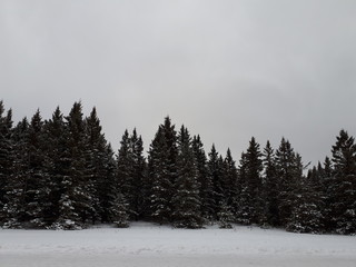 winter landscape with trees and snow