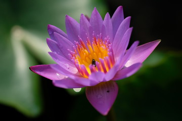purple lotus flower without leave