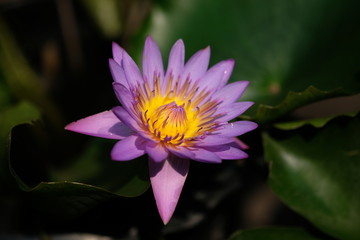 purple lotus flower without leave