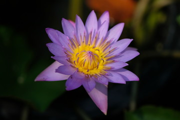 lotus in pond