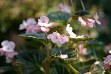 Pink flowers of a rain forest tree