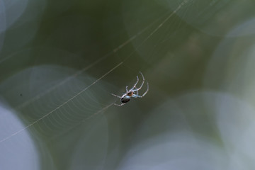 蜘蛛