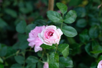 pink rose in the garden