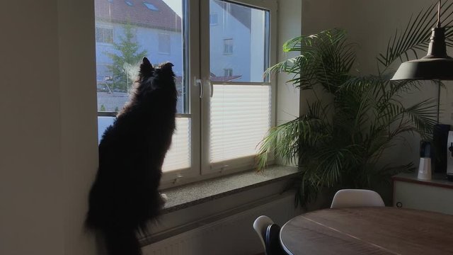 Wide shot of an Australian shepherd sitting at the window like a cat and looking out.